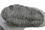 Two Large Drotops Trilobite Fossils - Mrakib, Morocco #235805-1